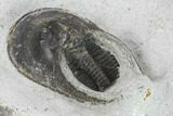 Bargain, Harpes (Scotoharpes) Trilobite - Boudib, Morocco #134355-4